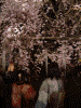六義園・しだれ桜のライトアップ(16)