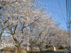 戸塚税務署前の桜(2)