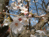 戸塚税務署前の桜(4)