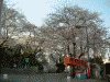 掃部山公園の桜(1)