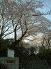 掃部山公園の桜(2)