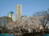 掃部山公園の桜(4)
