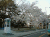 元町公園の桜(1)