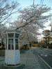 元町公園の桜(2)