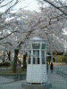 元町公園の桜(3)