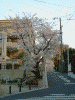 元町公園の桜(7)