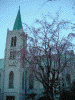 カトリック山手教会の桜(5)