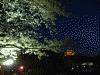 三渓園(7)/桜と三重塔のライトアップ