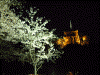 三渓園(14)/桜と三重塔のライトアップ