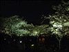 三渓園(15)/桜と三重塔のライトアップ