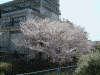 ご近所の桜(1)