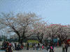 港南桜道の桜(9)