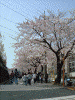 港南桜道の桜(12)