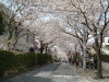 港南桜道の桜(31)