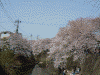 大岡川の桜(6)