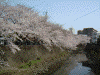 大岡川の桜(8)