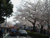 大岡川の桜(10)