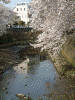 大岡川の桜(14)