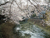大岡川の桜(16)