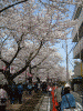 大岡川の桜(17)