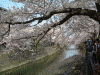 大岡川の桜(18)