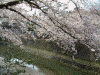 大岡川の桜(19)