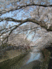 大岡川の桜(21)
