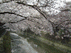 大岡川の桜(26)
