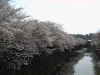 大岡川の桜(30)