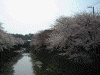大岡川の桜(31)