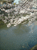 大岡川の桜(36)