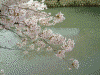 大岡川の桜(38)