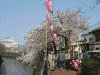 大岡川の桜(42)