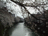 大岡川の桜(44)