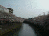 大岡川の桜(47)