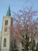 カトリック山手教会の桜(3)