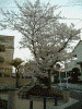 元町公園の桜(2)