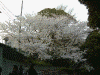 元町公園の桜(3)/山手80番館跡