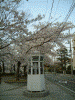 元町公園の桜(4)