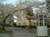 元町公園の桜(6)
