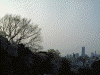 ランドマークタワーと桜(3)