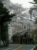 桜に包まれた港の見える丘公園から下る谷戸坂