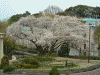横浜ローズガーデンの桜(2)