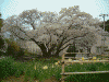 横浜ローズガーデンの桜(3)
