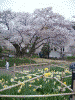 横浜ローズガーデンの桜(4)