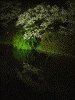 三渓園の桜(12)