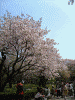 新宿御苑(3)/桜