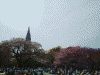新宿御苑(12)/桜