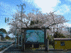 勢至公園の桜(8)