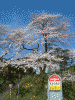 勢至公園の桜(9)